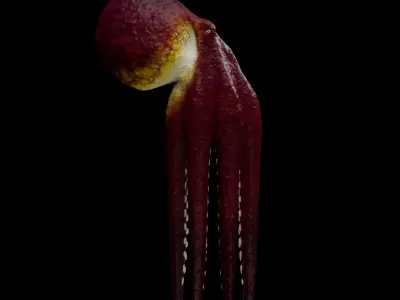Animated Octopus 3D model buy
