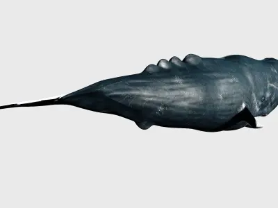 Sperm whale Low-poly 3D model