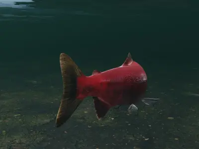 Sockeye Salmon Low-poly 3D model