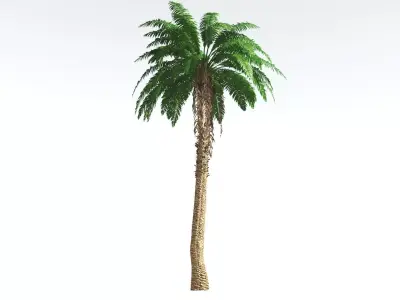 EVERYPlant African Oil Palm 2 --16 Models-- 3D model