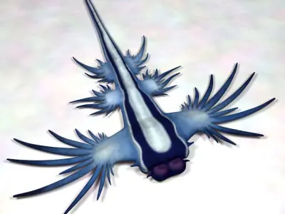 Glaucus atlanticus low poly Low-poly 3D model