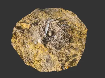 Nest with an Egg Low-poly 3D model