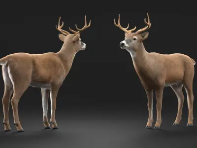 White-Tailed Deer Fur for Maya 3D model