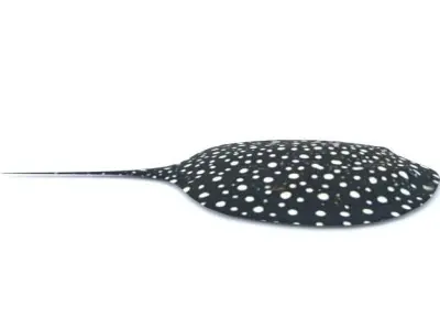Stingray spotted Low-poly 3D model