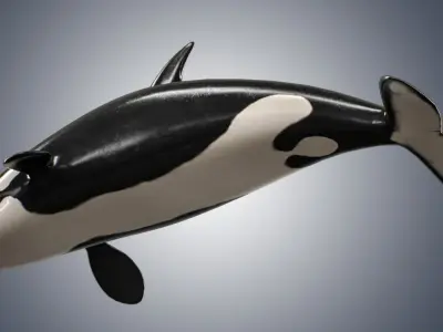 Killer Whale  Low-poly 3D model