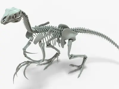 Therizinosaurus Rigged Skeleton Low-poly 3D model