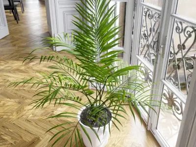  Bangalow Palm Potted Plant Model 