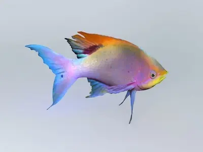 Pelvicachromis-pulcher Fresh Water Fish Free 3D model