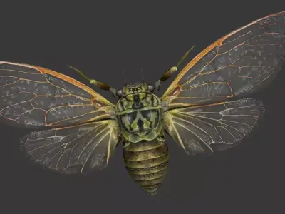 Cicada moth Low-poly 3D model