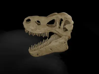 Trex  low poly game ready  Skull Low-poly 3D model
