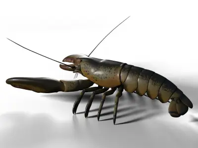 lobster crayfish 3D model