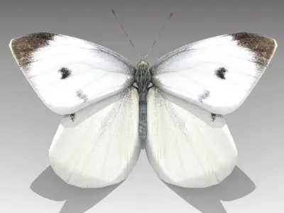 White butterfly Low-poly 3D model