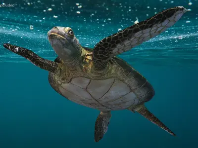 Realistic Sea Turtle Rigged for Cinema 4D 3D model