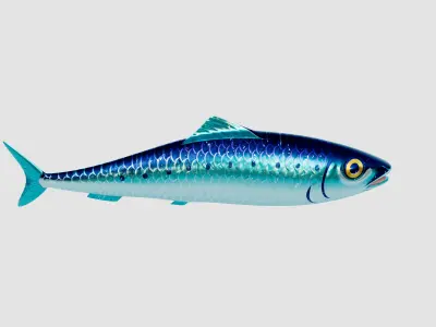 Sardine Pilchard Model 3D model