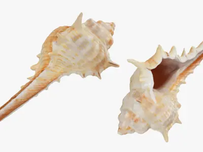 Murex Carbonnieri 3D model