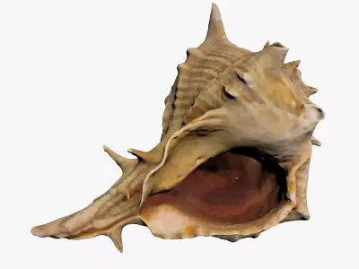 Sea Shell Low-poly 3D model