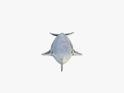 Narwhal Free 3D model