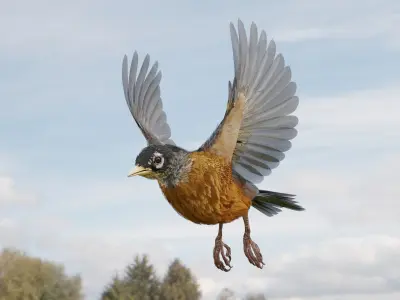 American Robin - Blender 3D model
