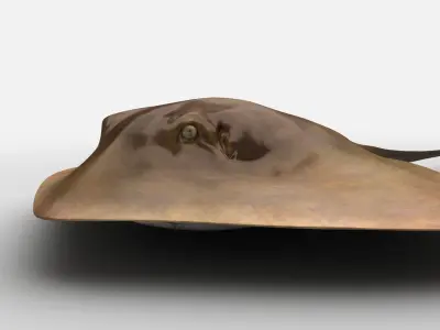 Mobula Devil rays Flying rays Manta Low-poly 3D model