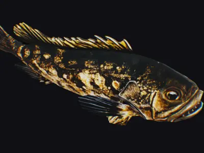 Freshwater Fish Animated Carp Largemouth Bass Smallmouth Perch Low-poly 3D model