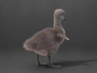 Young Mute Swan Animated VFX Grace 3D model