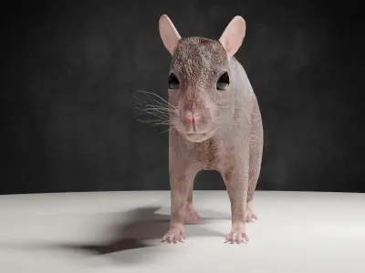Mouse rat rigged  Animations Low-poly 3D model