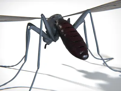 Mosquito PBR Low-poly 3D model