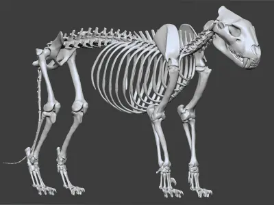 Lion skeleton 3D model