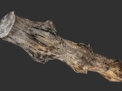 3d scan withered tree trunk in highpoly 3D model