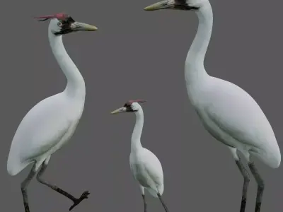 Crane Bird Low-poly 3D model