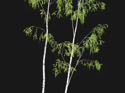Birch forest part 10 3D model