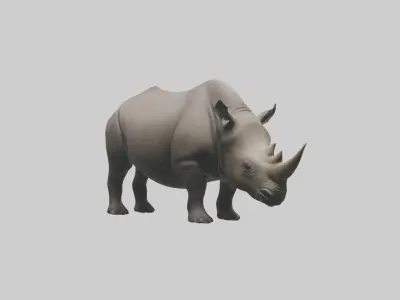 Black Rhinoceros grazing model 3D model