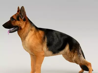 germanshepherd dog GSD  Low-poly 3D model