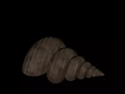 SEASHELL shell Free 3D model