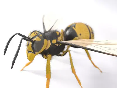 Wasp insect Low-poly 3D model