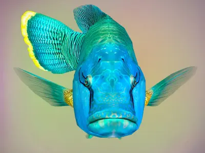 Fish Humphead Wrasse or Napoleonfish Low-poly 3D model
