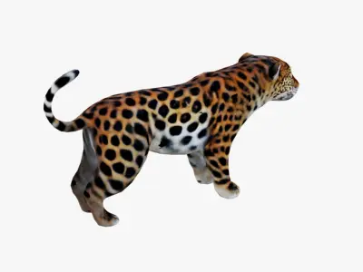 Jaguar Free 3D model