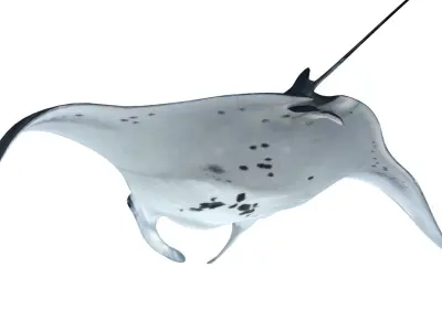 Giant Manta Ray Low-poly 3D model