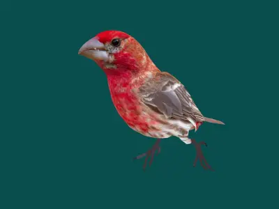 Finches Birds Animals 3D model
