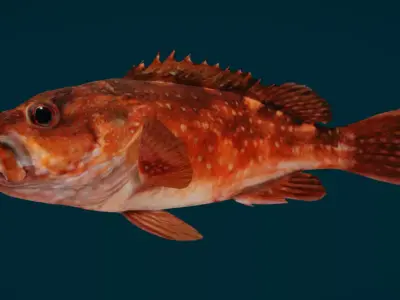 Rockfish Animated 3D model