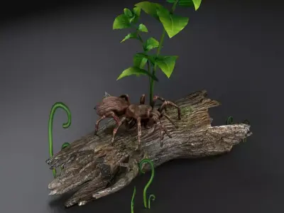 Spider black widow tarantula tarantula Insects 3D model