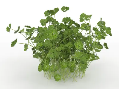 Plant Low-poly 3D model