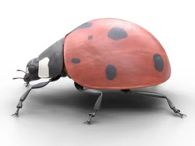 Ladybug Coccinella Low-poly 3D model