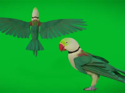Alexandrine Parakeet Bird Low-poly 3D model