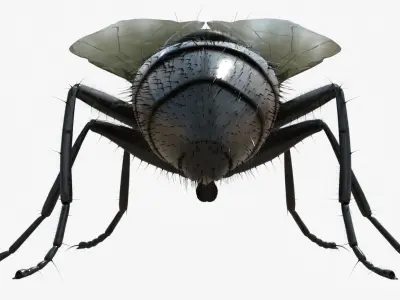 4K Housefly 3D model