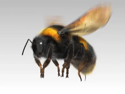 Bumblebee with wings Low-poly 3D model