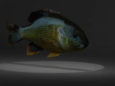 Bluegill fish with light shining Free low-poly 3D model