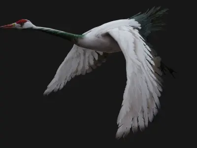 Crane Bird A1 3D model