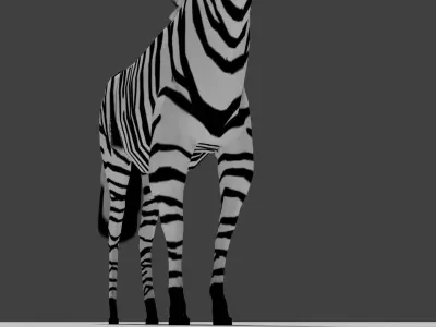 Zebra Free 3D model