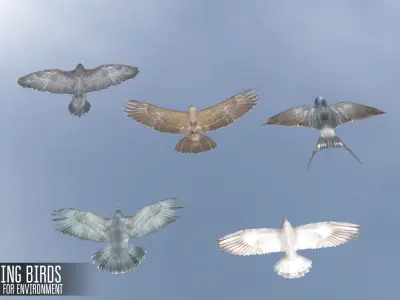 Soaring birds - animals for environment 3D model